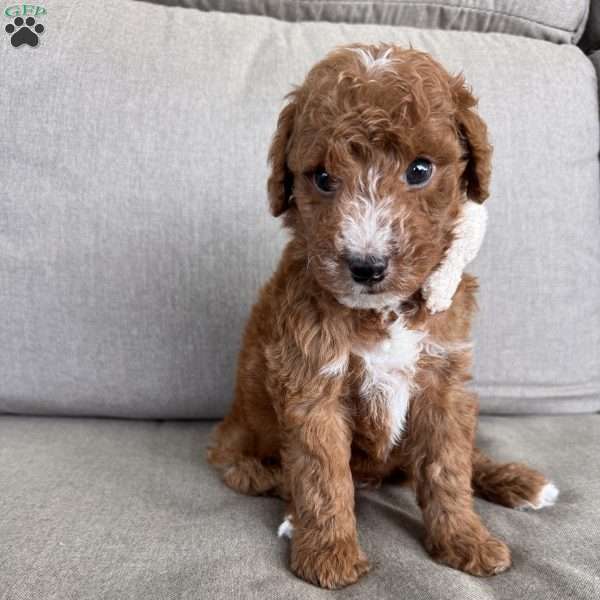 Jax, Mini Goldendoodle Puppy